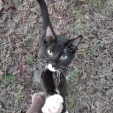 Venum Ribouldingad Venum Ribouldingad