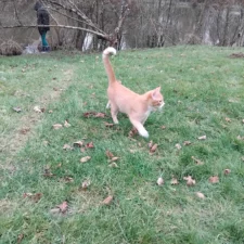 Viking RIbouldingad Viking Ribouldingad